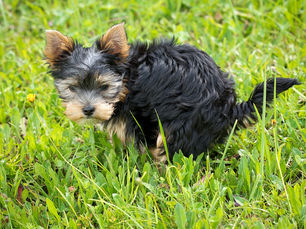 Understanding Your Dog’s Poop: A Window into Their Health