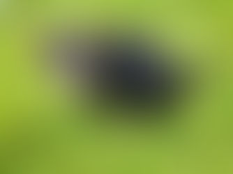 Understanding Your Dog’s Poop: A Window into Their Health