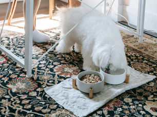 The Importance of Hydration in Dogs: Keeping Your Pet Healthy
