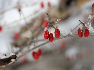 goji berry