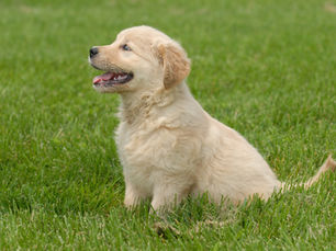 Understanding Growth Plates in Puppies: Why You Should Avoid Intense Exercise