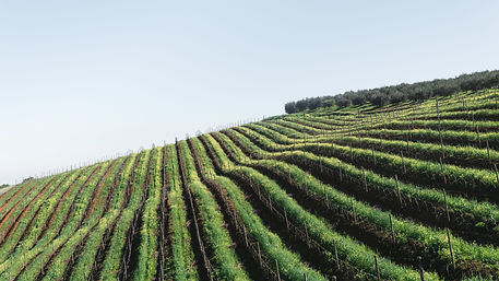 Vignes du Jura