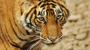 Want to Help? Adopt a Tiger