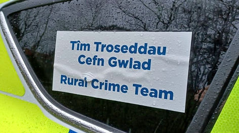 Livestock attack leaves pregnant sheep dead in Flintshire