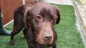 Couple banned from keeping dogs after police raid 'worst kennel' which fed them bread and fast food