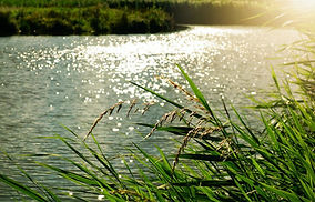 Tyrone farm business fined for water pollution