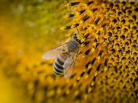 Police in remote town on the hunt for thief who stole 14 beehives