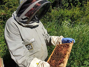 Beehives stolen from Colsterworth Honey Farm