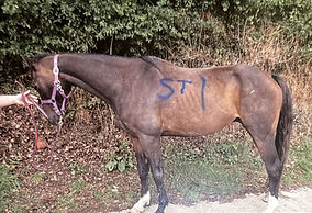 Trio sentenced for cruelty at Cornwall horse therapy centre