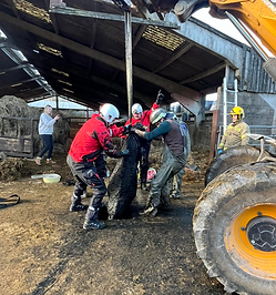 Six cows rescued from slurry pit after being trapped for hours