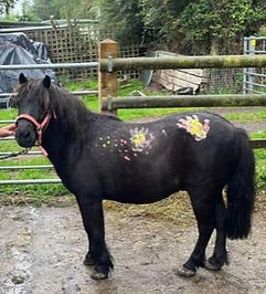 Therapy Shetland Pony dies from injuries after theft attempt
