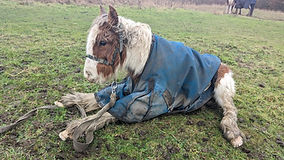 Owner of seriously ill foal tethered without food or water given 10-year ban
