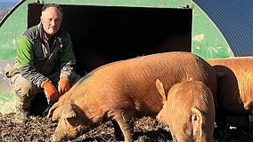 Farmer dismay as Tamworth sows butchered in field