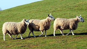 North Yorkshire Police appeal after 29 sheep stolen from land near Greenhow