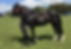 Young rider’s call for better protection from dangerous dogs