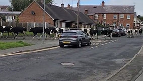 Shock for Wrexham village as large cow herd damage cars