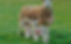 Man charged with aiding and abetting 'inhumane slaughter' of pregnant Lleyn ewe in Scunthorpe
