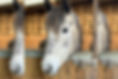 Pony equipment stolen from tack room near airport