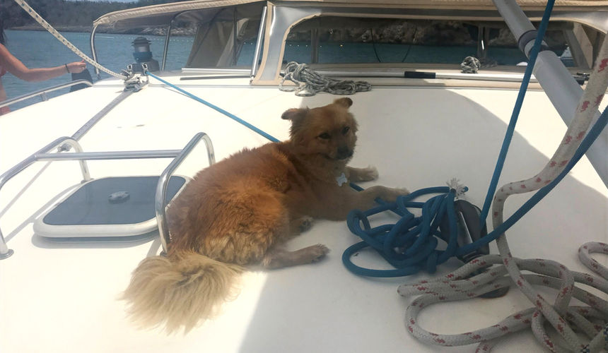 Ginger the dog Spellbound, Catamaran cruise, St Maarten, Saint Martin, day trip Carribean