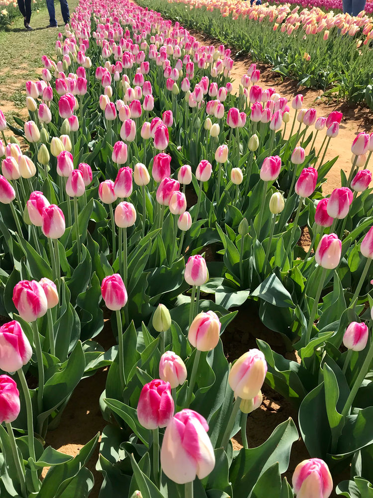 Texas Tulips Pilot Point, Texas