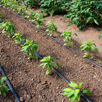 Seedlings grow along the channels of an irrigation system.
