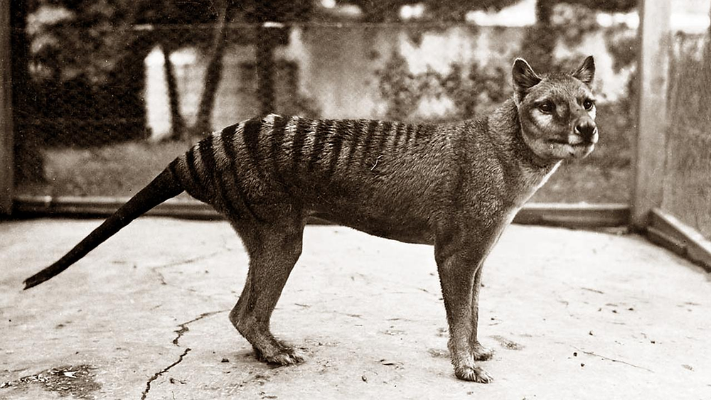 How Did The Tasmanian Tiger Become Extinct?