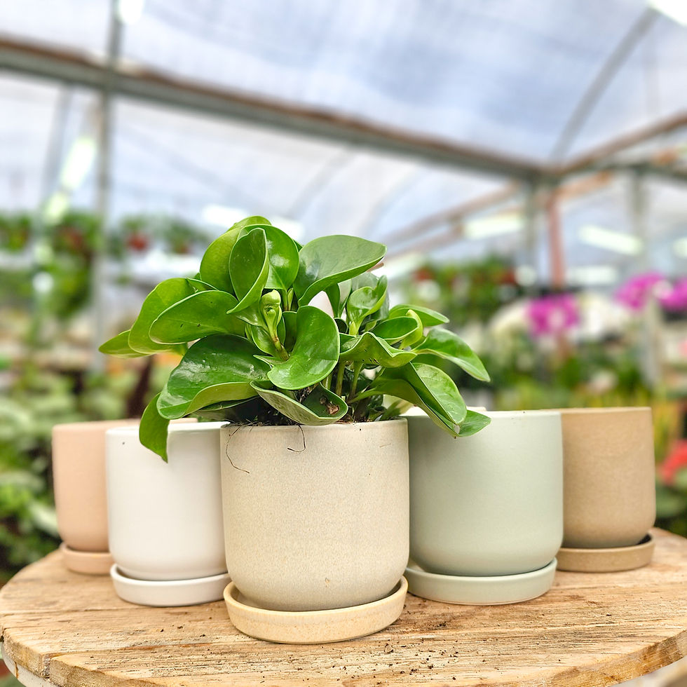 תמונה ממוזערת: מארז עציץ ירוק לבית בקרמיקה