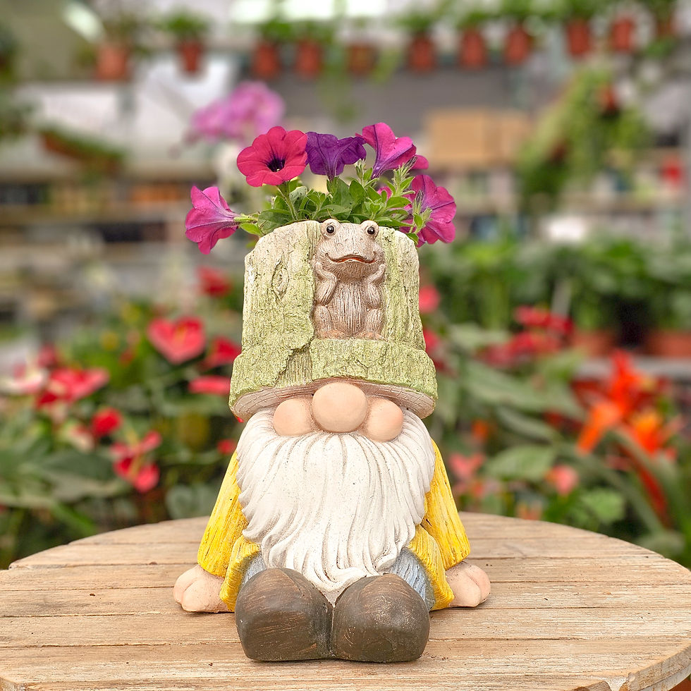 תמונה ממוזערת: גמד גינה פורח