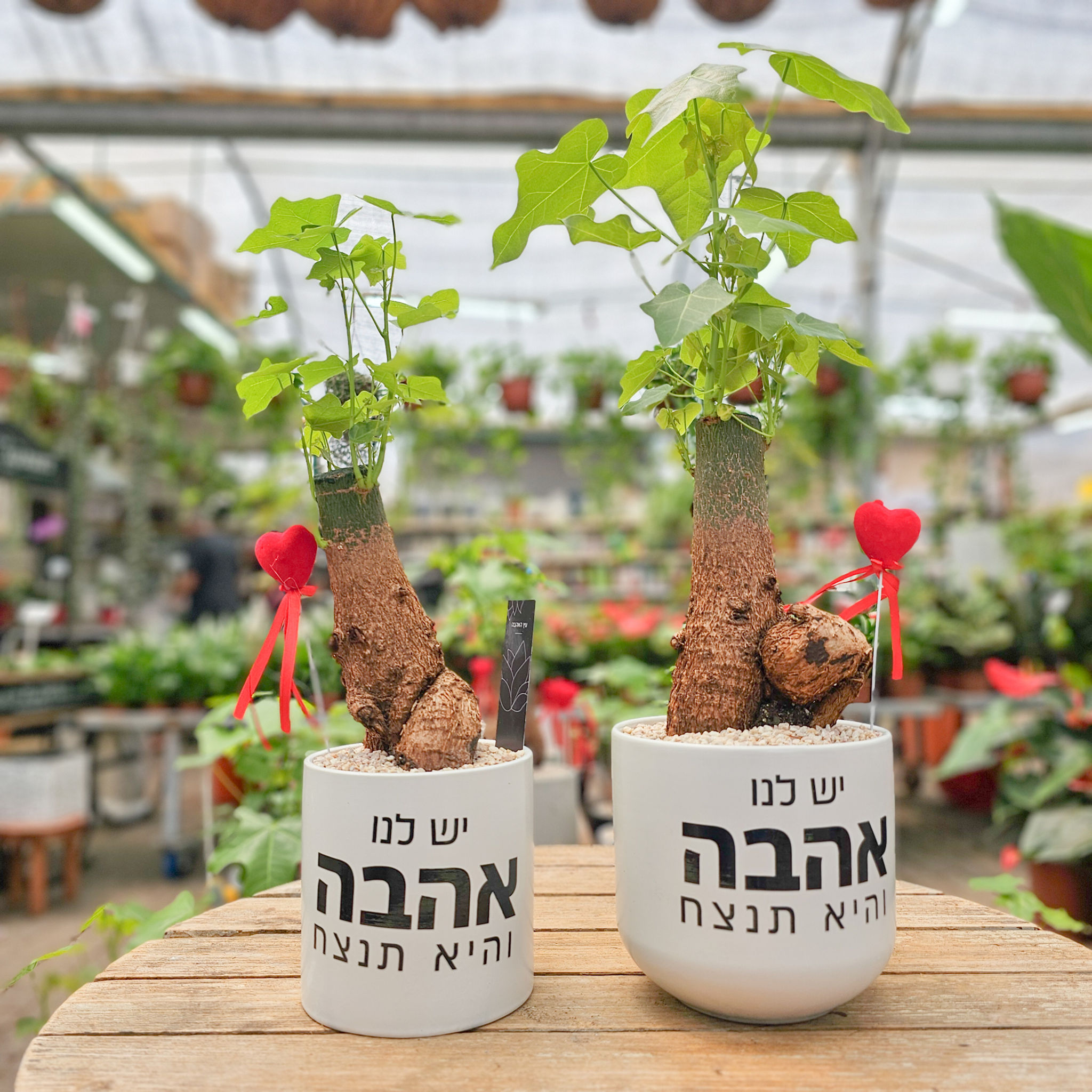 עץ האהבה והיא תנצח