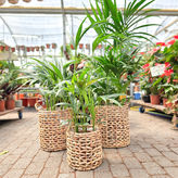 מארזי צמחי בית גדולים