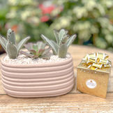 מארזי סוקולנטים