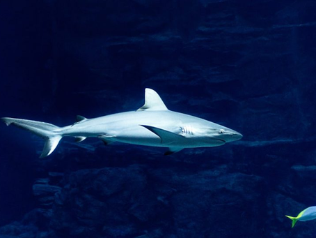 ¿Es ético matar a un tiburón por atacar a un hombre?