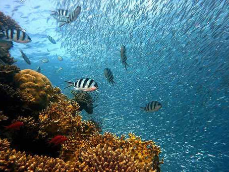 Extinción masiva en el océano a la vista, señala estudio