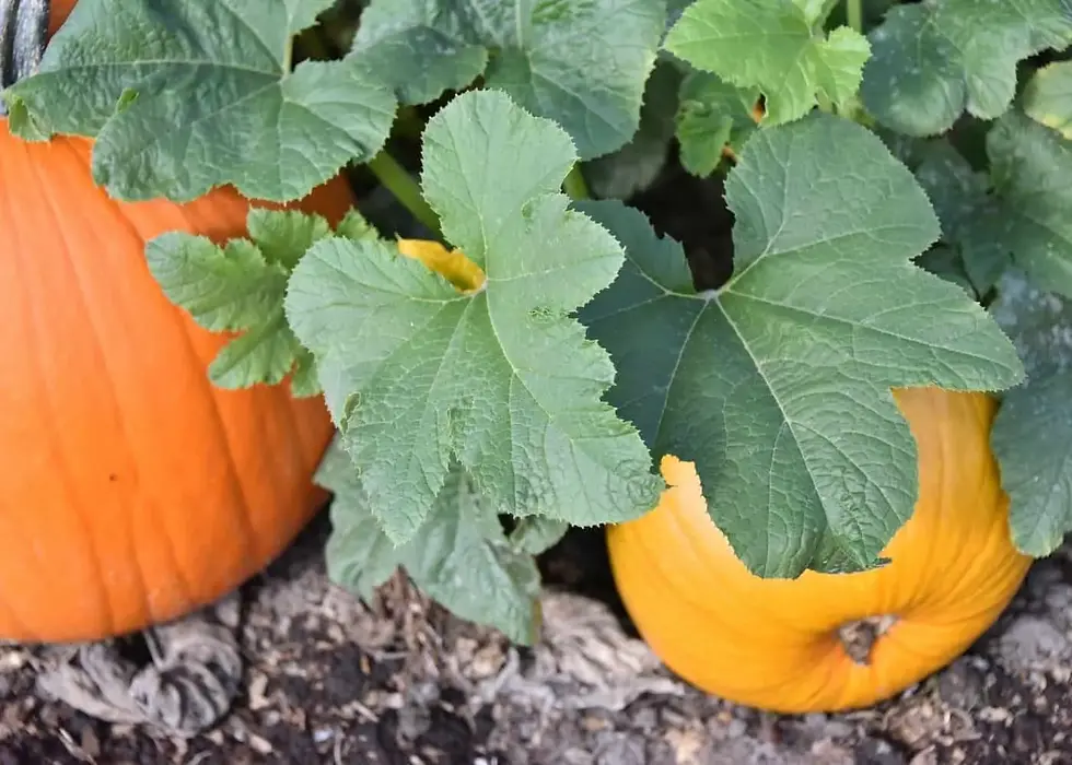 Thumbnail: Vegetable and Fruit Seedlings