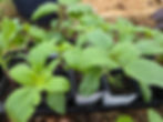 Thumbnail: Flower Seedlings