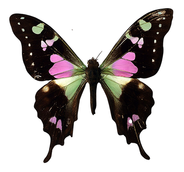 Pink and Black Butterfly_edited.png