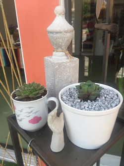 Succulents in Pots
