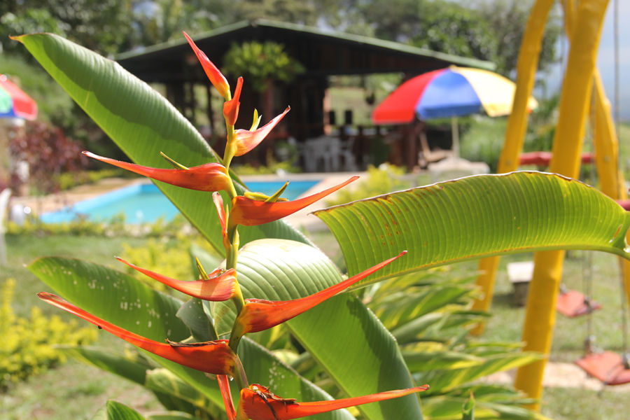 Jardineria