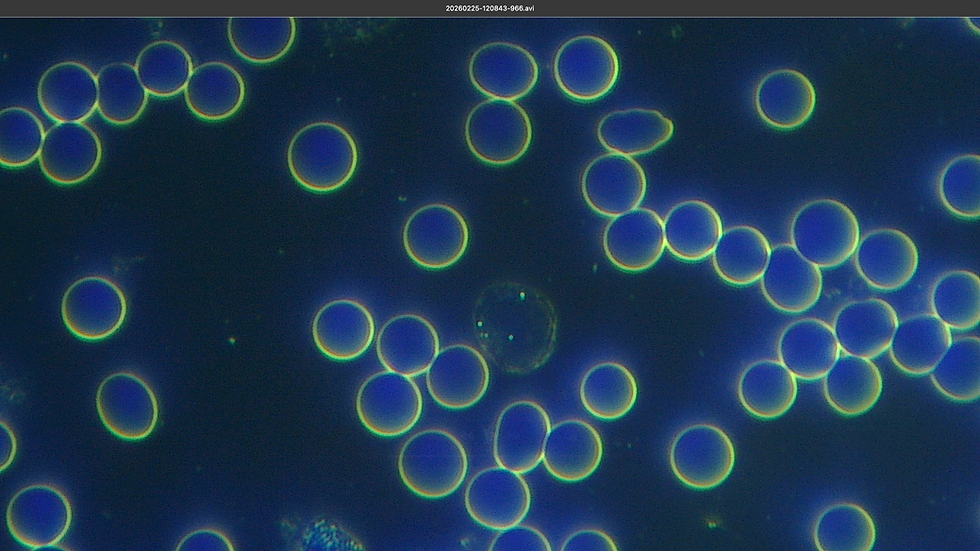 Captura de pantalla 2026-03-05 a la(s) 11.56.12 p.m..png