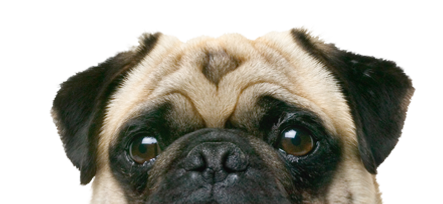 RxMobility pug on canine health pagee
