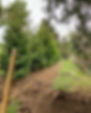 Tree planting in Hamilton Ontario