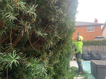 Photo of Hamont Tree Care doing hedge trimming in Hamilton, Ontario