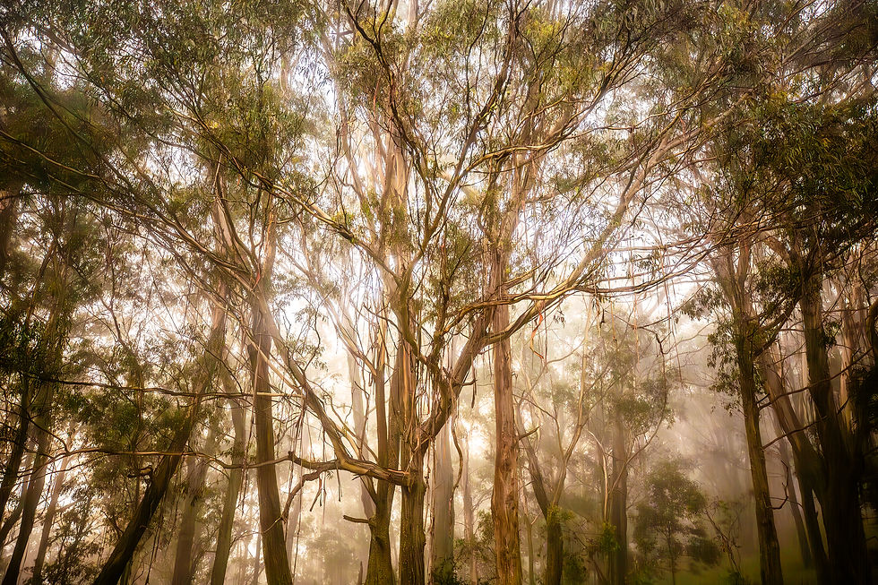 LOUISE_GRAYSON_PHOTOGRAPHY_WERIEI-TREES-1.jpg