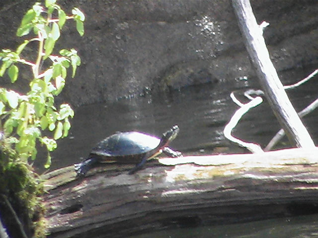 Turtle