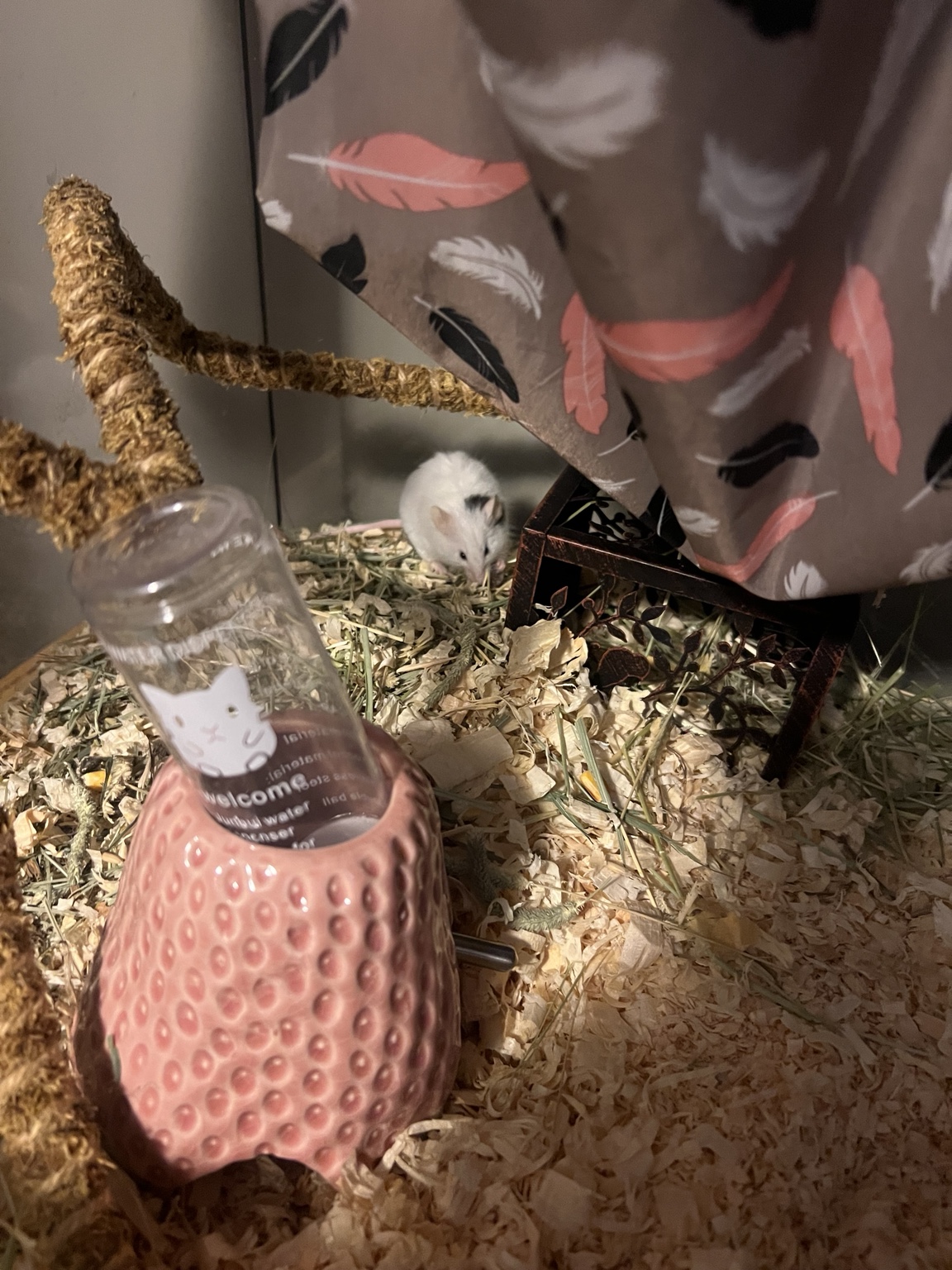 Gary, a tiny white mouse, in his cozy habitat beside his strawberry water bottle
