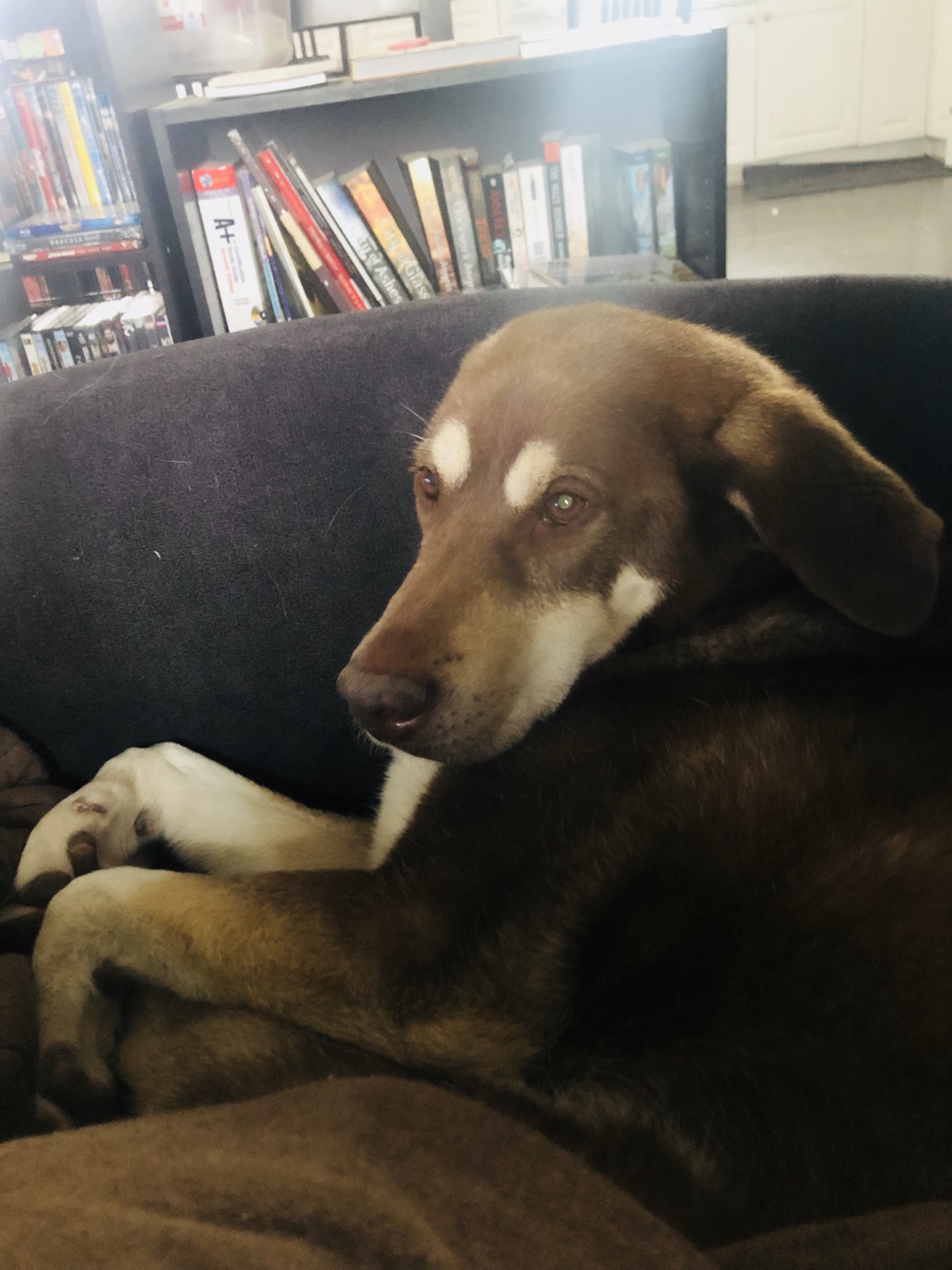 Luna, a chocolate-brown dog with pale markings, resting on a couch