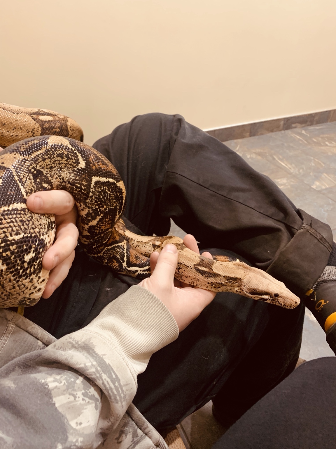 Shiva the boa gently supported during her first veterinary checkup together with her human