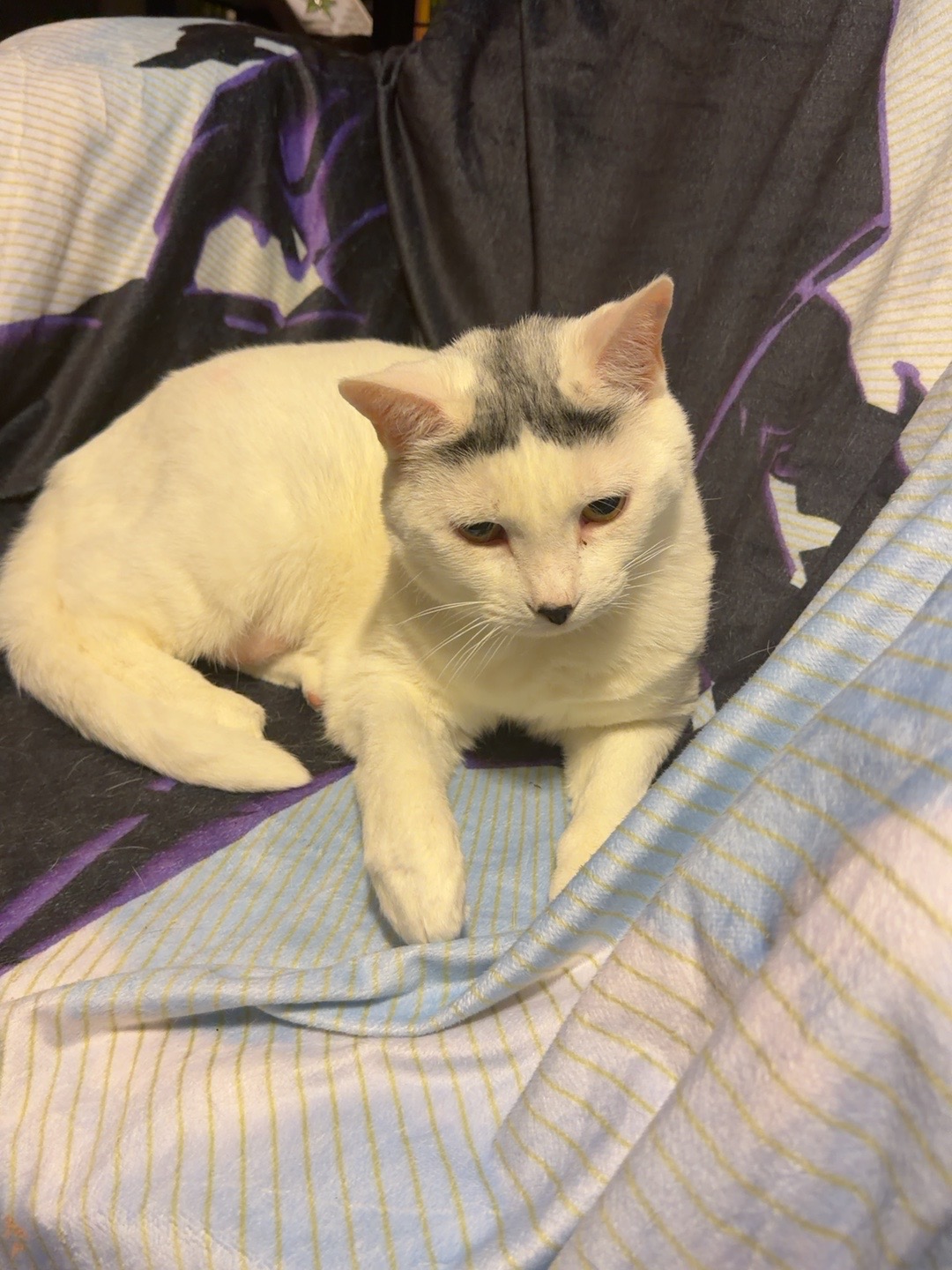 Her Majesty Ruby resting on her Mass Effect Reapers blanket