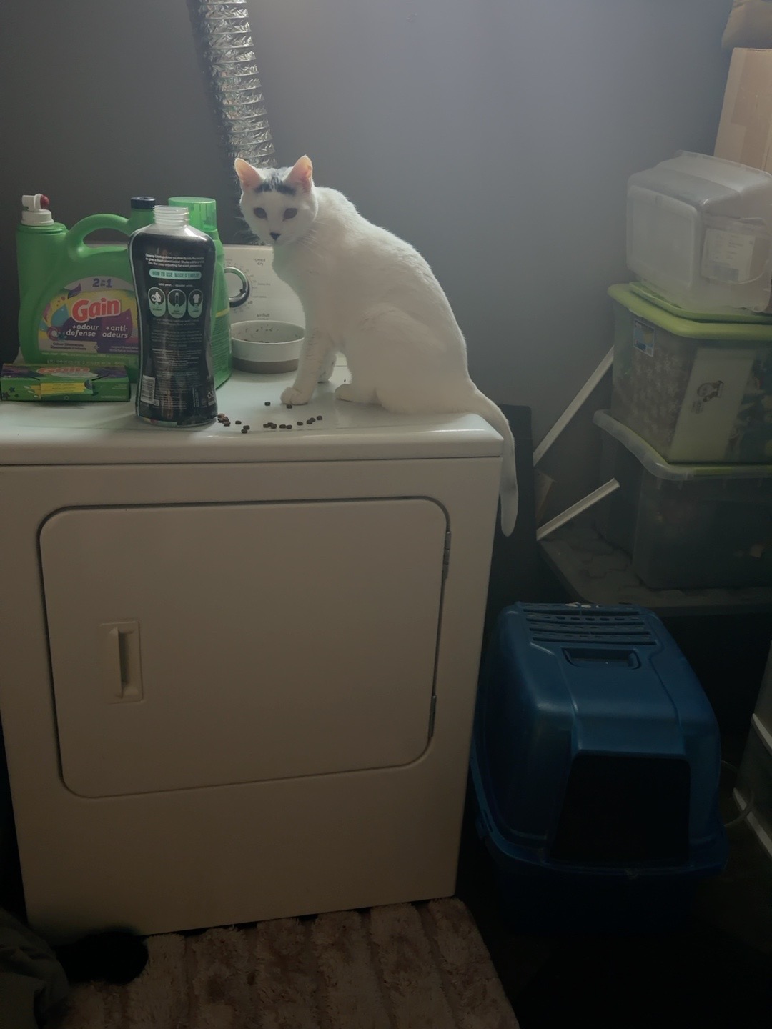 Her Majesty Ruby caught eating kibble from the boys’ feeding area atop the dryer