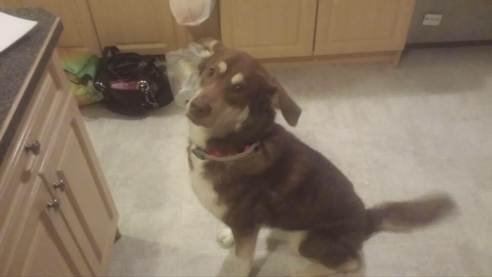 Luna sitting in the kitchen, looking up